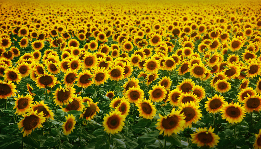 Sunflower Allergies Pollen Tustin Optometry