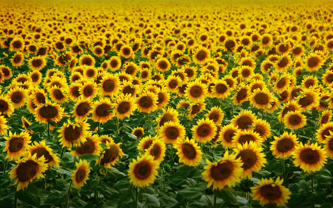 Sunflower Allergies Pollen